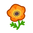 Orange Windflowers