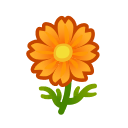 Orange Cosmos