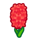 Red Hyacinths