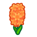 Orange Hyacinths