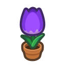 Purple-Tulip Plant