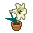 White-Lily Plant