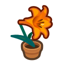 Orange-Lily Plant