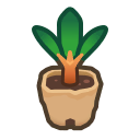 Cedar Sapling