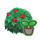 Holly Start